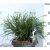 Fonalas tuja Thuja plicata Whipcord P23