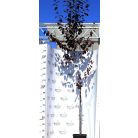 Prunus cerasifera Woodii K12