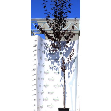 Prunus cerasifera Woodii K12