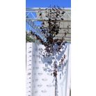 Prunus cerasifera Woodii K12