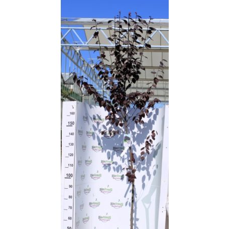 Prunus cerasifera Woodii K12