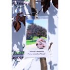 Prunus cerasifera Woodii K12