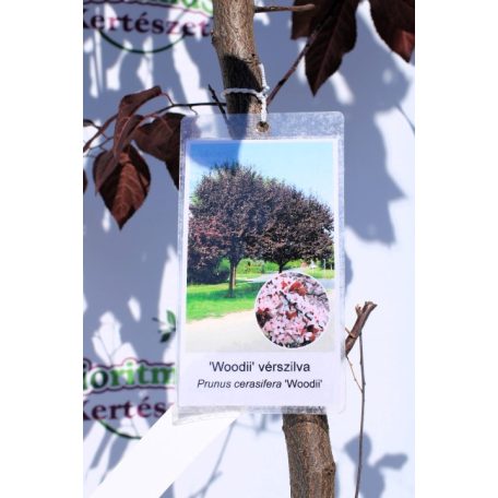 Prunus cerasifera Woodii K12