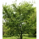 Tatár juhar Acer tataricum K12-15