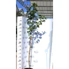 Tatár juhar Acer tataricum K12-15