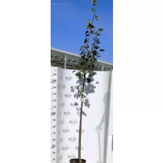 Kislevelű hárs Tilia cordata Greenspire K12-15