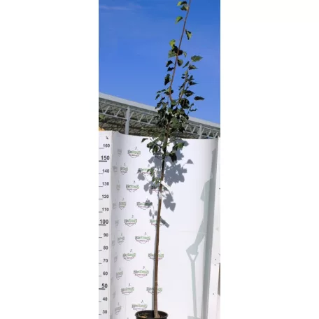 Kislevelű hárs Tilia cordata Greenspire K12-15