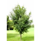 Mezei juhar Acer campestre K12-15