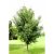 Mezei juhar Acer campestre K12-15