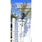 Mezei juhar Acer campestre K12-15