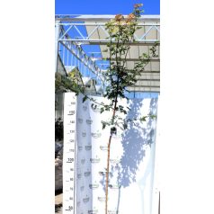 Mezei juhar Acer campestre K12-15