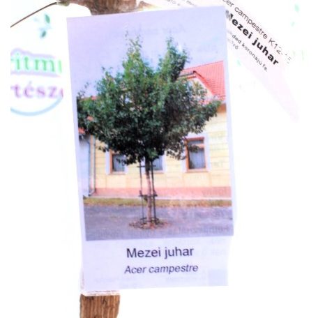 Mezei juhar Acer campestre K12-15