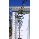 Ehető kínai/szárnyaltlevelű galagonya Crataegus Korall K10