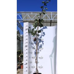   Ehető kínai/szárnyaltlevelű galagonya Crataegus Korall K10