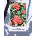 Ehető kínai/szárnyaltlevelű galagonya Crataegus Korall K10