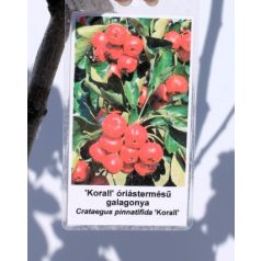   Ehető kínai/szárnyaltlevelű galagonya Crataegus Korall K10