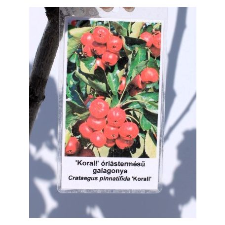 Ehető kínai/szárnyaltlevelű galagonya Crataegus Korall K10