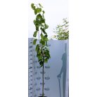 Szicíliai fekete óriás termésű eperfa Morus alba Szicília K12