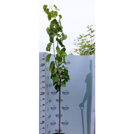 Szicíliai fekete óriás termésű eperfa Morus alba Szicília K12