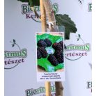 Szicíliai fekete óriás termésű eperfa Morus alba Szicília K12