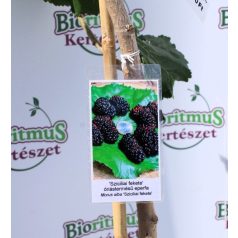   Szicíliai fekete óriás termésű eperfa Morus alba Szicília K12