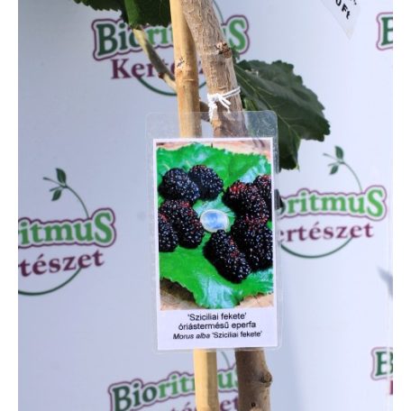 Szicíliai fekete óriás termésű eperfa Morus alba Szicília K12