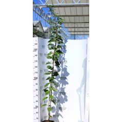   Rózsaszín virágú japán díszcseresznye Prunus serrulata Kanzan K3