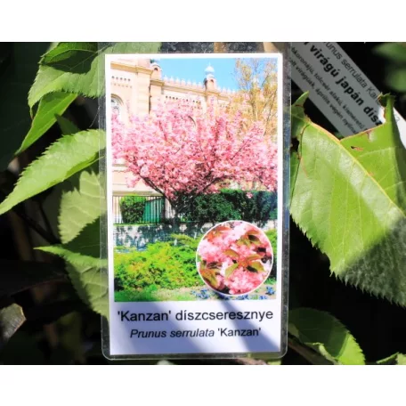 Rózsaszín virágú japán díszcseresznye Prunus serrulata Kanzan K3