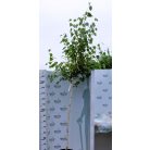 Nyírfa Betula pendula K15