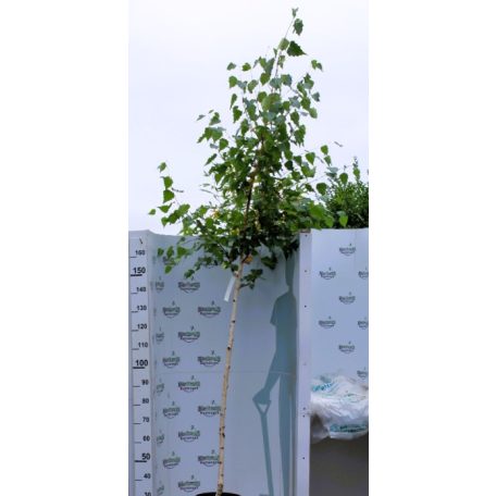 Nyírfa Betula pendula K15