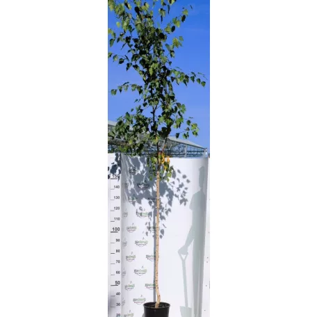 Nyírfa Betula pendula K15