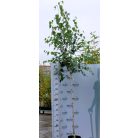 Nyírfa Betula pendula K15