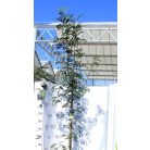 Madárberkenye Sorbus aucuparia K12