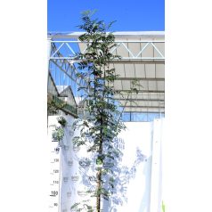 Madárberkenye Sorbus aucuparia K12