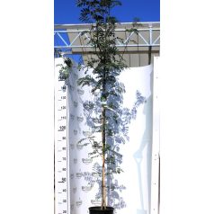 Madárberkenye Sorbus aucuparia K12