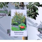 Madárberkenye Sorbus aucuparia K12