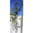 Platán keleti, ujjas levelű Platanus orientalis Digitata K12