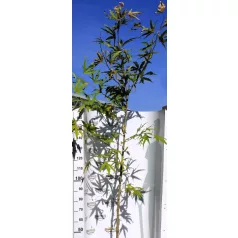   Platán keleti, ujjas levelű Platanus orientalis Digitata K12