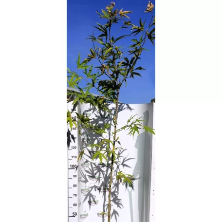 Platán keleti, ujjas levelű Platanus orientalis Digitata K12