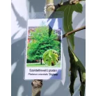 Platán keleti, ujjas levelű Platanus orientalis Digitata K12
