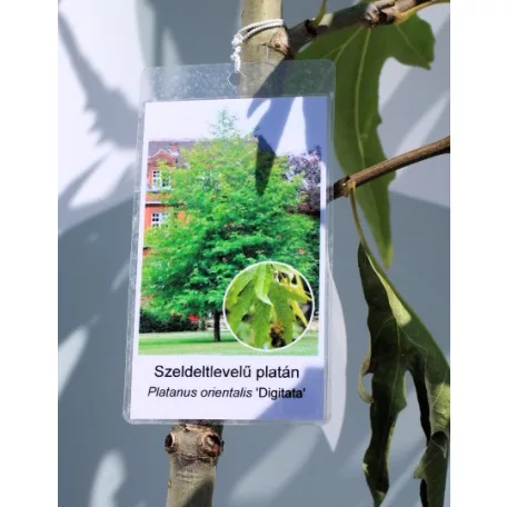 Platán keleti, ujjas levelű Platanus orientalis Digitata K12