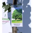 Nagylevelű hárs Tilia plathypyllos K12-15