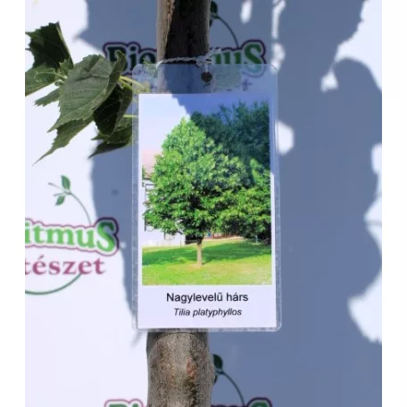 Nagylevelű hárs Tilia plathypyllos K12-15