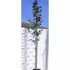 Nagylevelű hársfa Tilia plathypyllos K12-15