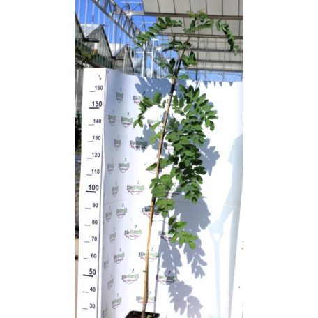 Piros virágú akác Robinia Casque Rouge