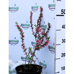 Törpemandula Amygdalus nana K3