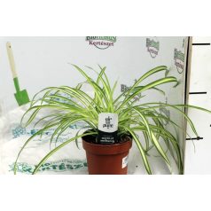 Légtisztító növények Air so pure mix vde