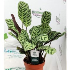 Légtisztító növények Air so pure mix vde