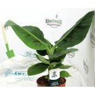 Légtisztító növények Air so pure mix vde