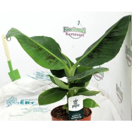 Légtisztító növények Air so pure mix vde